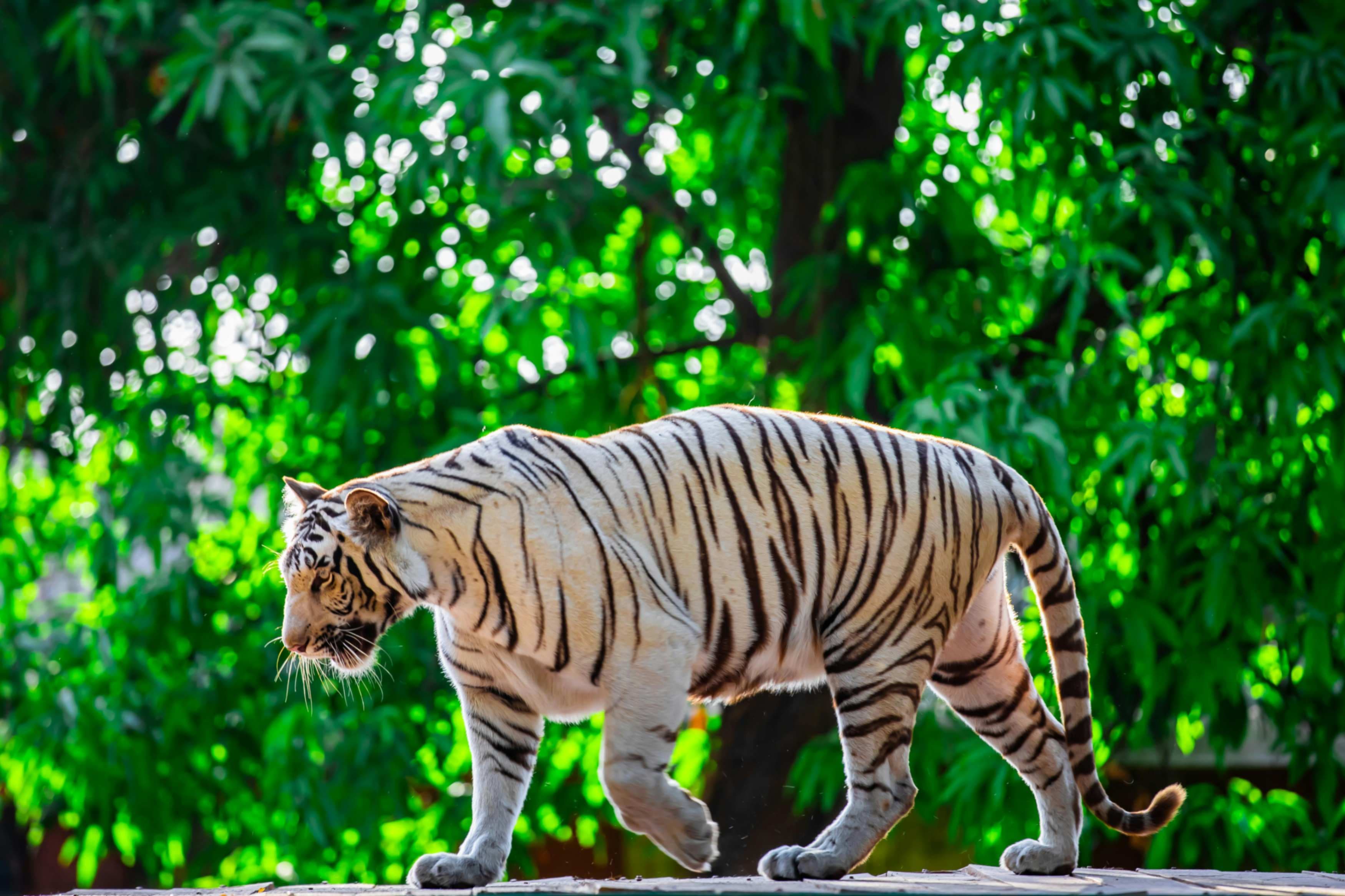 Ranthambore - The Tiger Reserve City