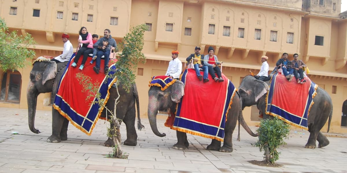 Elephant Safari in Jaipur