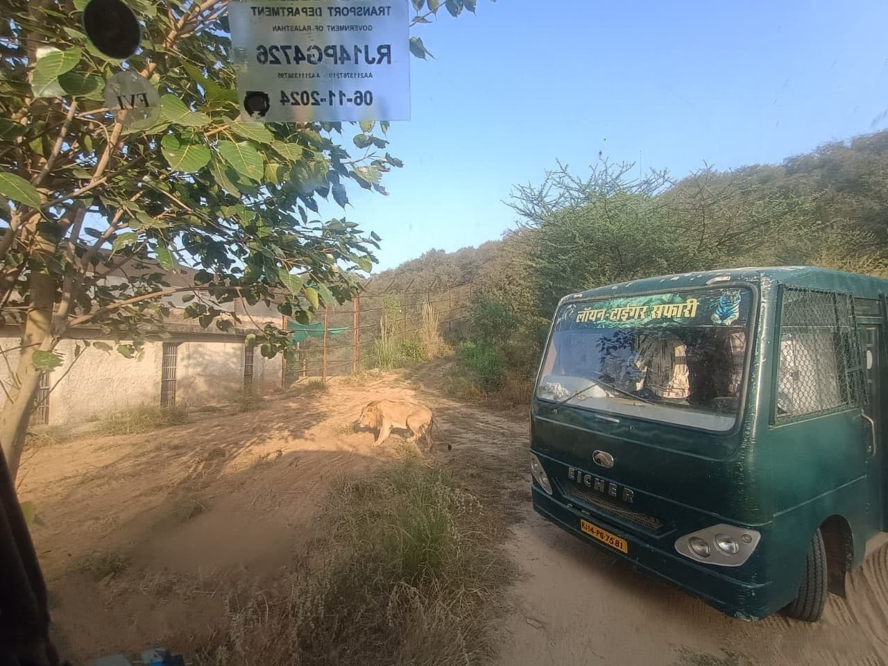 Tourists watching lions during Lion Safari in Jaipur ride Lion Safari Jaipur safari bus