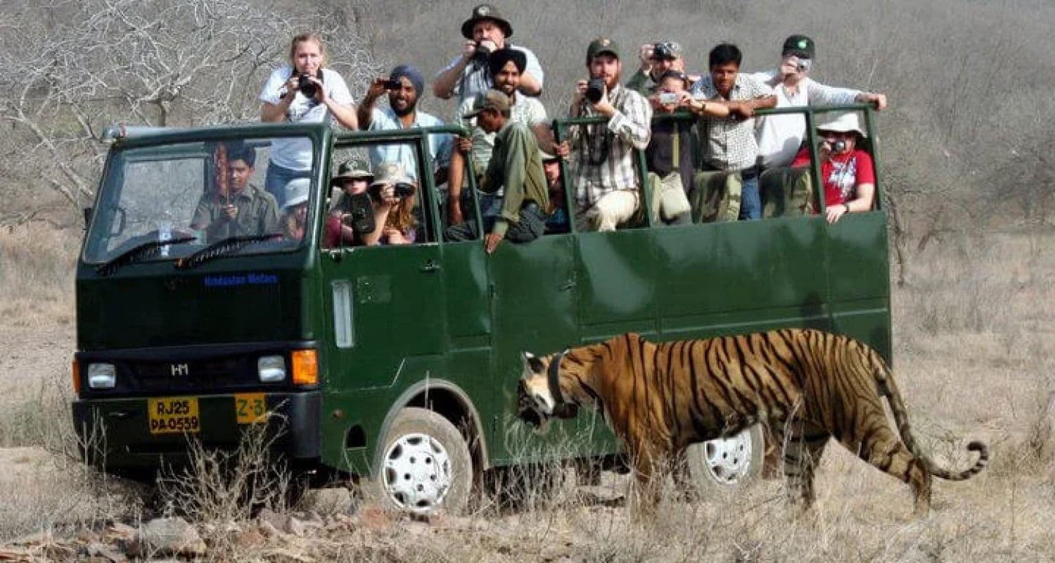Ranthambore Jeep Safari Tiger Sighting Tour Rajasthan Tiger Safari Jeep Ranthambore