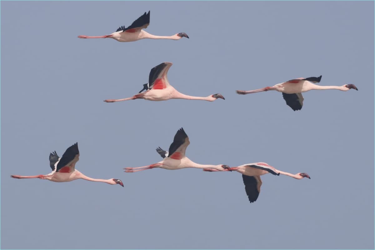 Flamingos in V-Formation Flight over Rajasthan Wetlands Lesser flamingos flying high