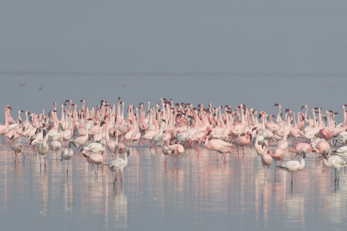 Pink Flamingos at Sambhar Salt Lake near Jaipur Pink Flamingos at Sambhar Lake