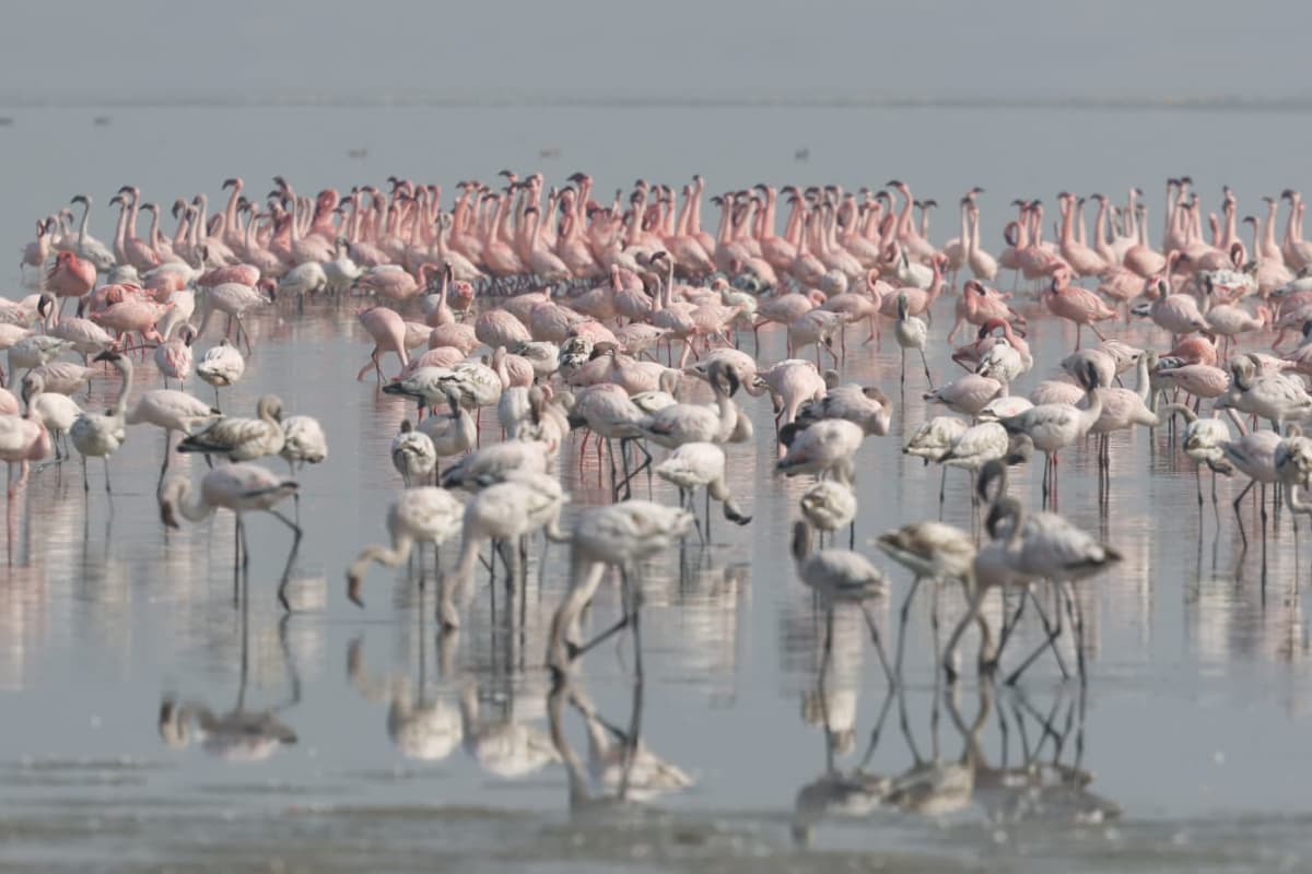 Rajasthan Tour Packages for Bird Watching at Sambhar Lake Flock of Flamingos Rajasthan