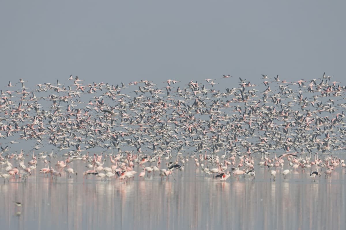 Lesser Flamingos in Flight Formation During Rajasthan Wildlife sambhar salt lake flamingos flying day trip
