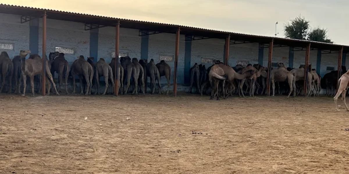 Camel Breeding Farm Bikaner | Taxi and Sightseeing Bikaner Camel Farm tour