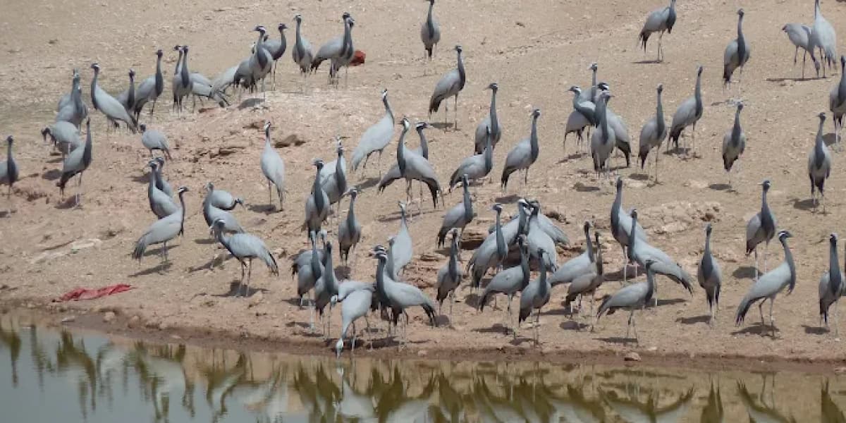 Khichan Bird Sanctuary Tour | Rajasthan Taxi Service Khichan Bird Sanctuary