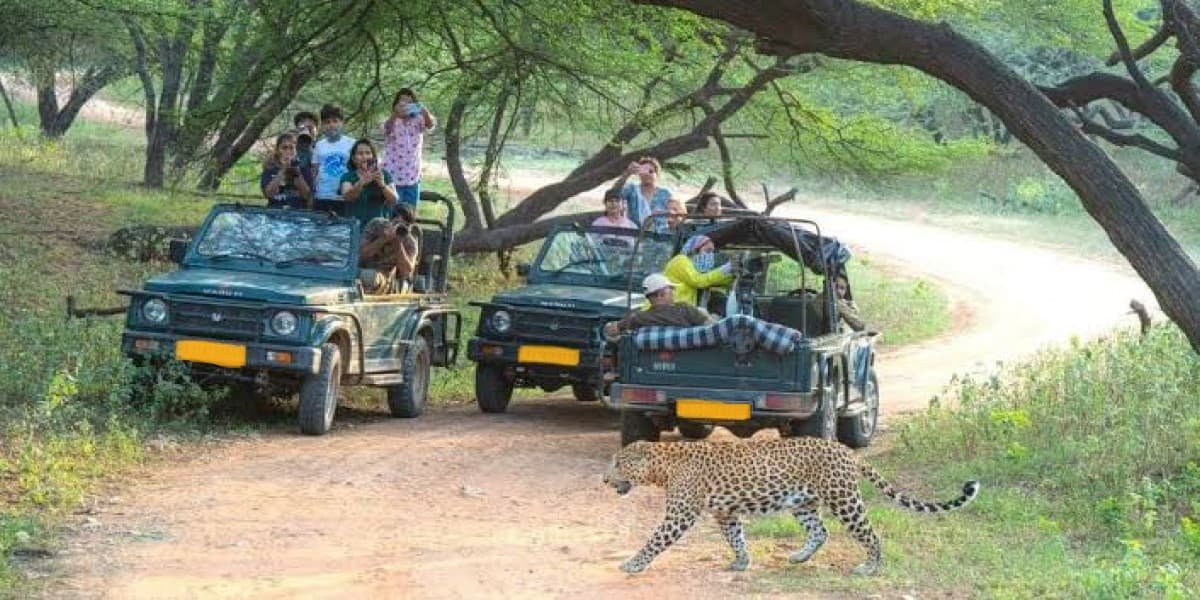 Live Jhalana Leopard Safari Sighting Jhalana Leopard Safari