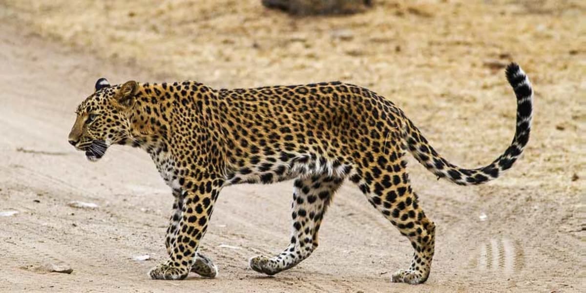 Wild Jhalana Leopard Sighting Jhalana Leopard