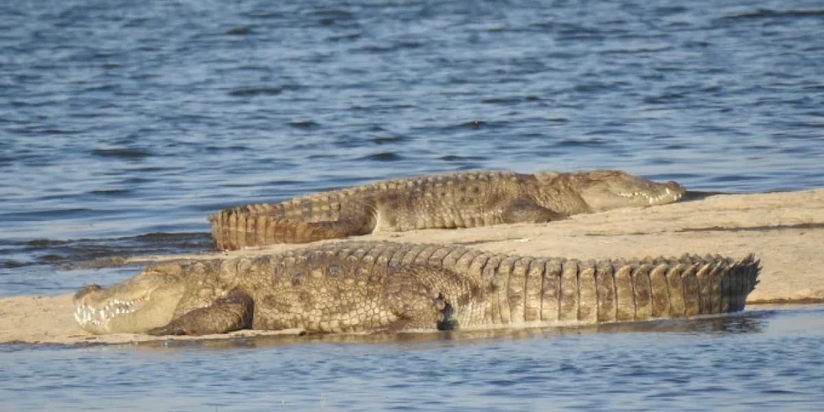 Crocodiles at Jawai Bandh Safari Rajasthan Jawai Dam Crocodiles