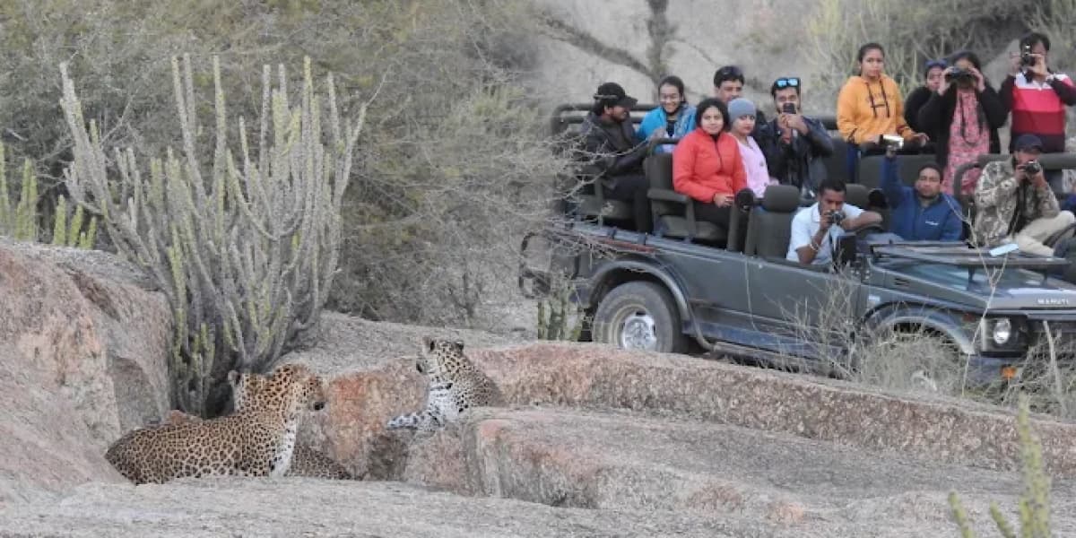 Jawai Leopard Safari Jeep Tour Jawai Leopard Safari Tour
