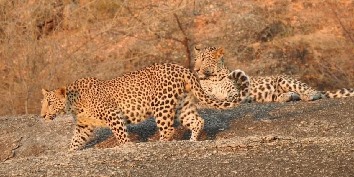 Wild Leopards at Jawai Leopard Reserve Jawai Leopards on Granite
