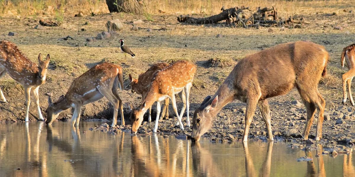 Spotted Deer Drinking Water on Rajasthan Safari Spotted deer drinking water