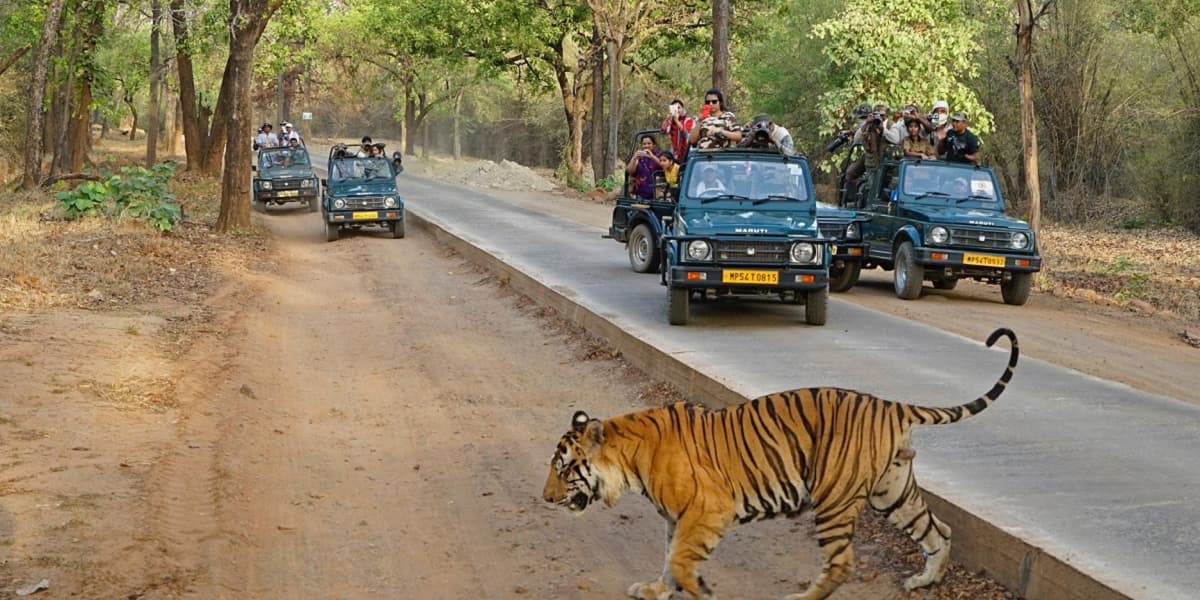 Bengal Tiger Crossing Road During Ranthambore Safari Tour Tiger crossing safari road