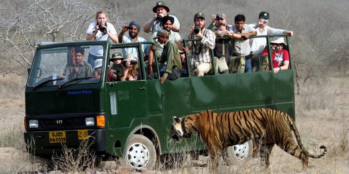 Tourists Photographing Wild Tiger from a Safari Canter Tiger walking past tourists