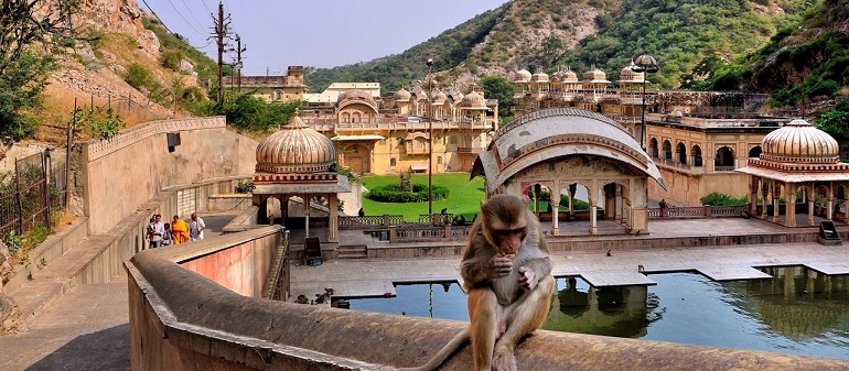 Galtaji Monkey Temple Jaipur image