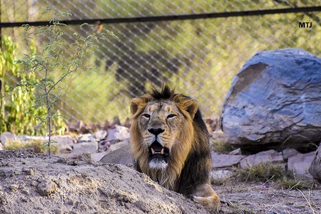 lion safari img